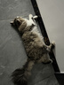 领先成猫尝鲜礼包主食级烘焙猫粮猫条餐盒汤包（新老款随机发货） 实拍图
