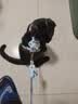 欢宠网猫咪牵引绳猫绳宠物防挣脱可调松紧背心式专用溜遛猫绳子外出用品 实拍图