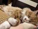 京东京造肠胃处方猫粮肠道全价猫粮猫胃肠道猫粮成幼处方猫粮1.5kg 实拍图