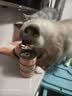 宠磊罐头猫咪零食整箱24幼猫湿粮主食补充营养增肥成幼补水鸡丝 鸡丝高汤补水罐【呵护猫咪肠胃】 24罐 实拍图