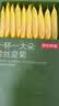 京东京造金丝皇菊30大朵【京东自营】安徽黄山菊花茶一朵独立包装 实拍图