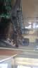 森宝积木军事拼装玩具ZTZ-100式主战坦克模型战车男孩儿童生日礼物 实拍图