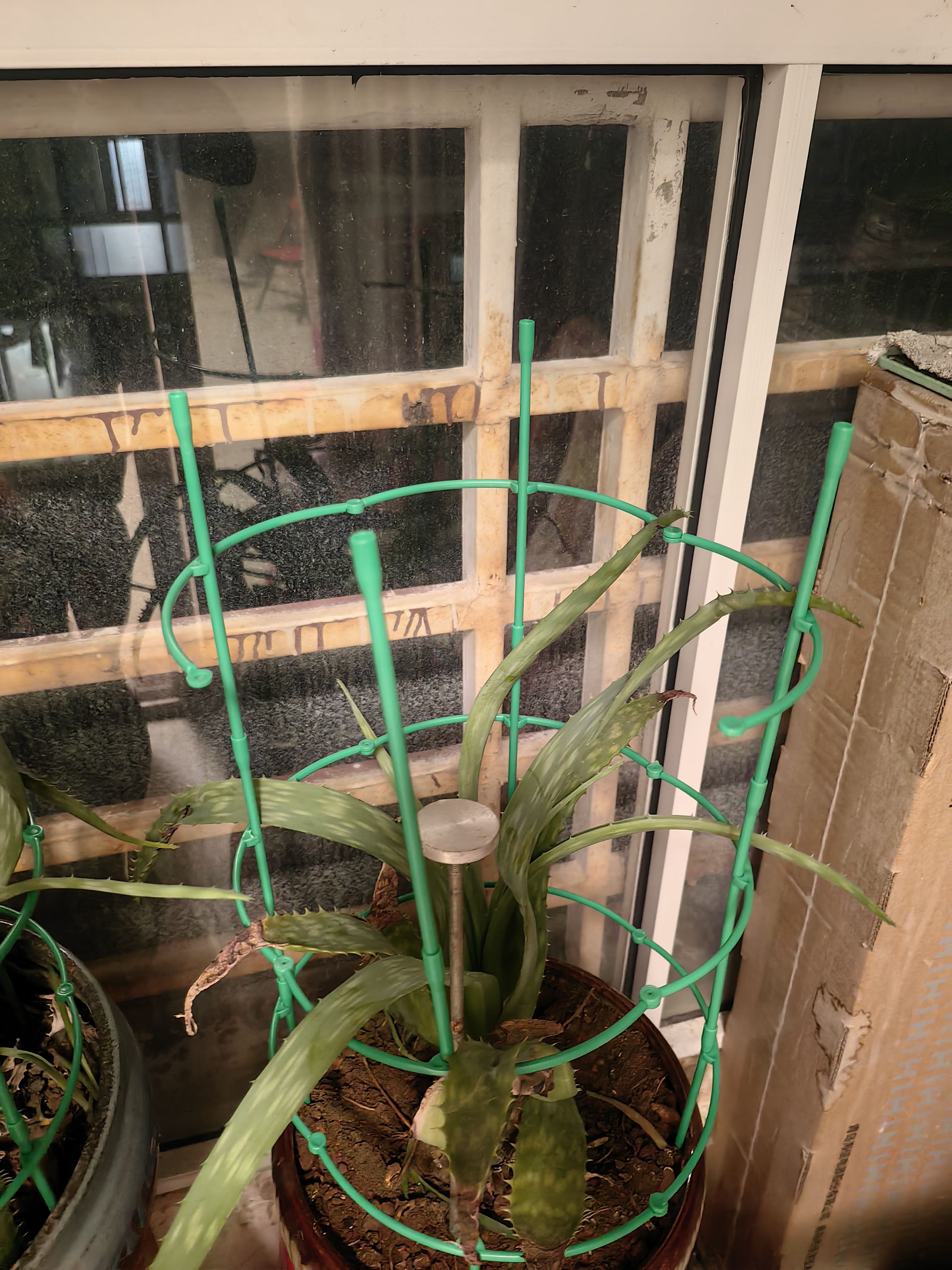 绿园匠植物爬藤支架花卉绿植攀爬固定支柱防倒伏支撑固定花盆架子四层 实拍图