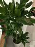 叹为观止大型植物发财树各种大颗盆栽开业乔迁客厅办公室内好养大型花卉 五珠螺纹铁1.6—1.8米【圆柱盆】 含盆 实拍图