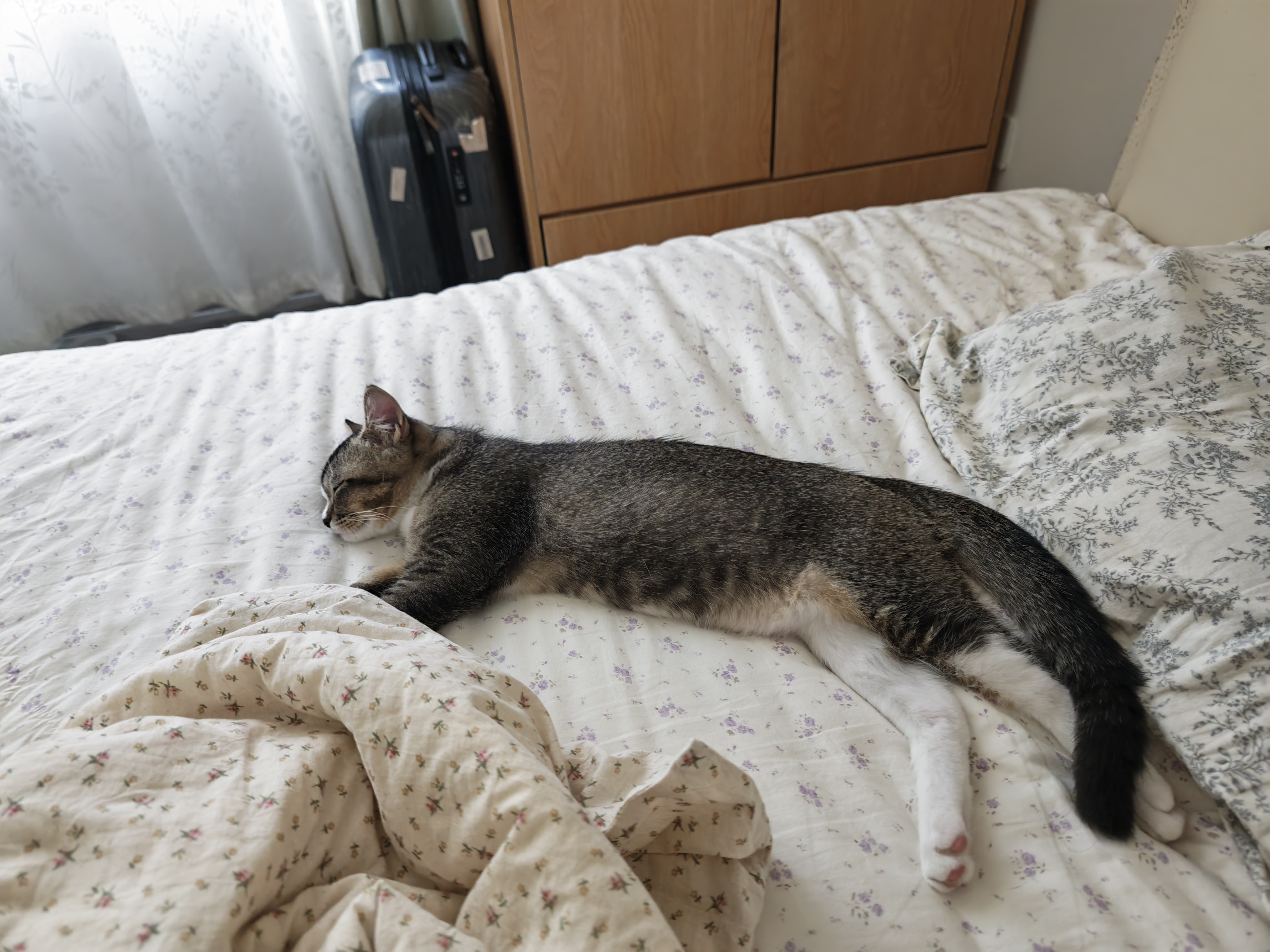 福丸自然空气钠基矿砂猫砂除臭香味抑菌低尘 轻盈海风4.5kg*2 实拍图