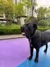 比瑞吉狗粮小型犬中大型犬爱不将就系列狗粮冻干三拼鸭肉梨通用犬粮10kg 实拍图