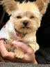 皇家狗粮 幼犬狗粮 宠物 小型犬 MIJ31 全价犬粮 2-10月 2KG 实拍图