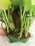 京东绿植绿萝盆栽除甲醛花卉绿植办公室新房净化空气 120款10盆源头直发 实拍图