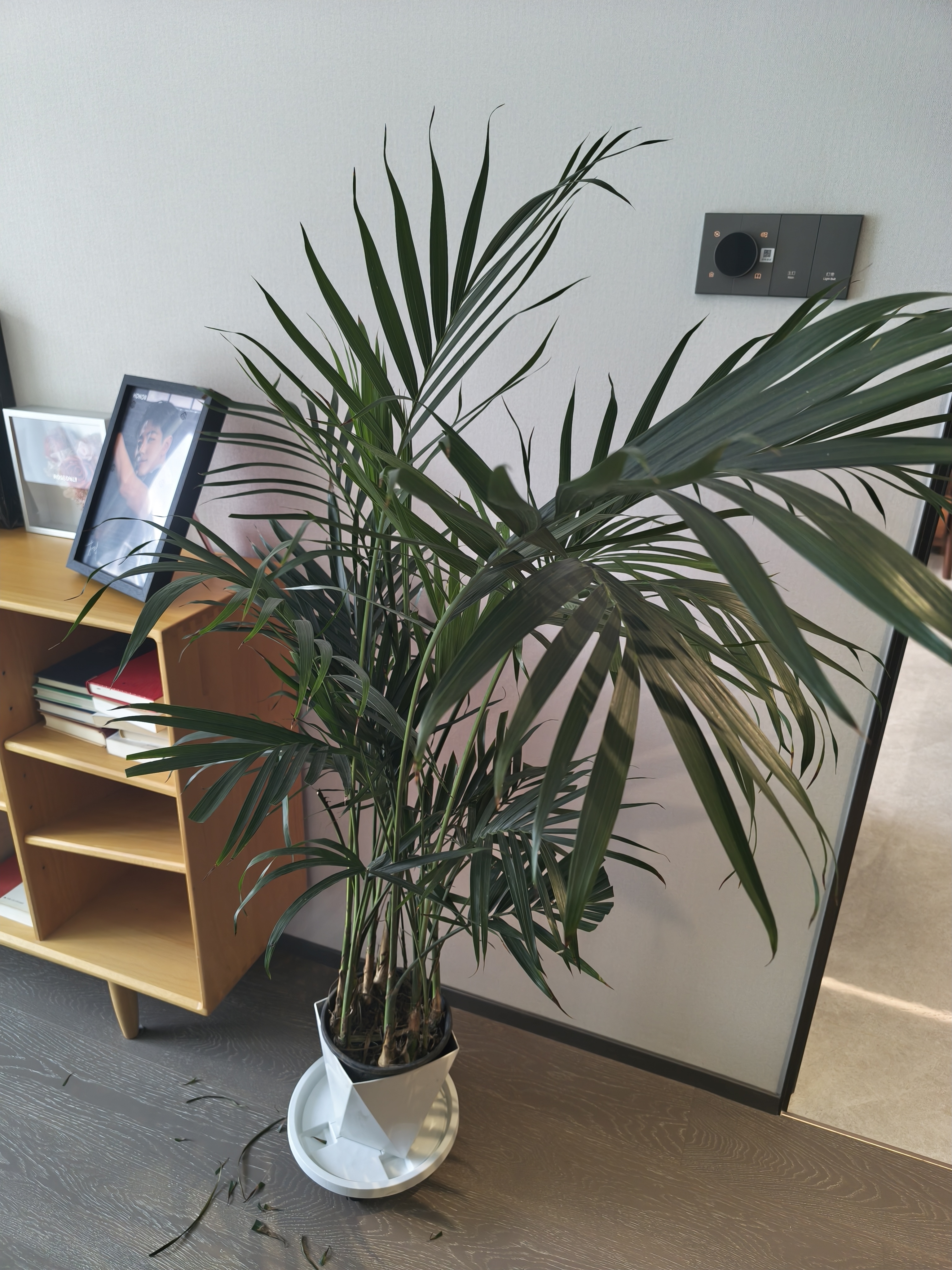 植男植女富贵椰子客厅绿植散尾葵大型绿植凤尾竹室内盆栽夏威夷竹源头直发 实拍图