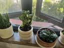 沭之美多肉植物绿植花卉盆栽 聚财山+金钱木+米色甜甜圈陶瓷盆 源头直发 实拍图