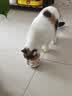 多特思猫罐头招财金饭碗68g猫主食罐头奶糕成幼猫全价湿粮餐盒猫饭 实拍图