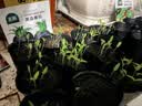北蔬 西红柿种子种苗盆栽小果大果番茄蔬菜种籽 8种西红柿种子组合 实拍图