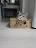 普安特猫咪化毛膏宠物幼猫成猫化毛排毛调理肠胃免疫力补充营养化毛膏 实拍图