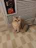 鲜朗主食猫条磷虾三文鱼油营养全价成猫幼猫湿粮无添加非零食补水湿粮 三文鱼味【12g/支】 48支【囤货装】 实拍图
