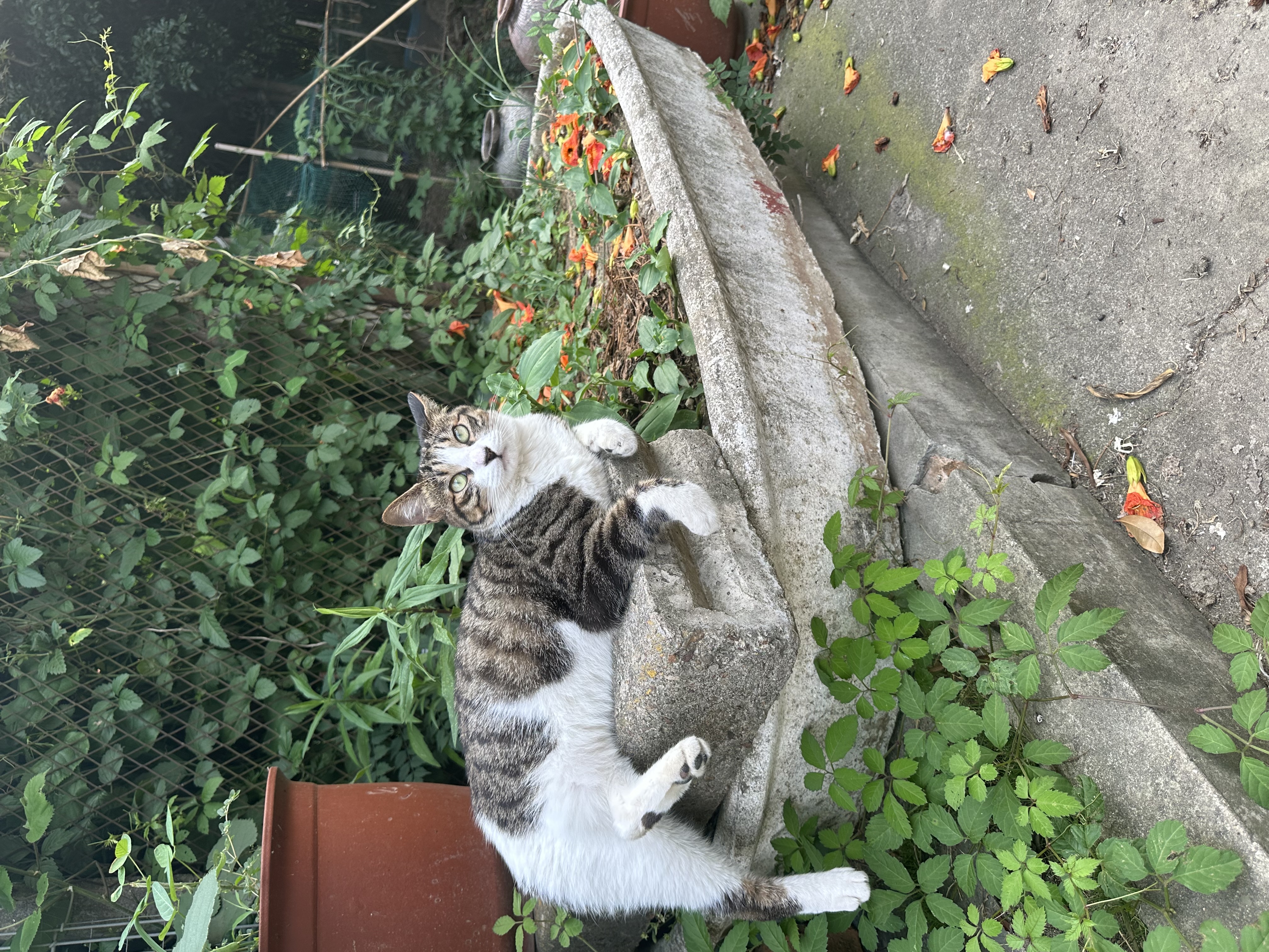麦富迪 猫粮 超肉粒无谷冻干双拼粮全价高蛋白成幼猫通用 【新升级】鸡肉配方10kg 实拍图