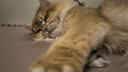 网易严选全价猫粮4.0 成幼猫粮无谷全阶段虚弱挑食猫滋补 乳鸽乌鸡味1.5kg 实拍图