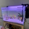 AMTRA TECHNIK德国安彩壁挂过滤器ex650鱼缸过滤器乌龟低水位净水静音 EX650 新版除油膜器【内含滤材】 实拍图
