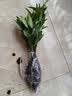京东绿植驱蚊竹柏水培驱蚊植物盆栽办公室桌面花卉水养办公室绿植源头直发 实拍图