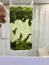 醉茗派绿茶六安原产地瓜片500g浓香型纯手工茶新茶雨前茶叶金寨高山茶 实拍图