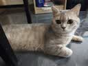 pidan混合豆腐猫砂 除臭结团经典款豆腐膨润土皮蛋猫砂2.4kg*8包 实拍图