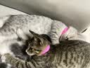 诚实一口P32全价猫粮成猫幼猫室内外低敏轻松蛋白易消化守护肠胃营养12kg 实拍图