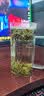 中婺春雨正宗新茶浓香型特级茉莉龙毫广西横县茉莉花茶窨制工艺散装500g 实拍图