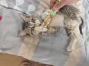 多特思猫零食小轻松猫草猫条50支0肉粉0诱食剂排毛化毛成幼猫条软罐头 实拍图