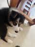 艾尔（Aier）狗粮鸭肉黑枸杞全价低敏犬粮幼犬成犬通用 森林物语宠物狗粮 10kg20斤 实拍图
