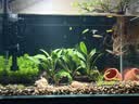 【京东物流】水草套餐 好养耐活真水草植物绿菊大叶绿九冠鱼缸 三头丹麦榕沉木 实拍图