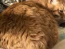 澳龙泌尿处方粮澳龙处方粮稀释尿液情绪舒缓成幼猫泌尿道处方猫粮50g 实拍图