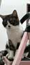 力狼猫条猫咪零食幼猫成猫宠物罐头猫咪汤包湿粮 【力荐箱装】5种口味15g*80支 实拍图