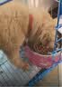 睿福祥土狗狗粮幼犬成犬通用型10斤装中华田园犬幼犬成犬通用型营养鲜粮 40斤装/经典牛肉味（经济囤货） 0lb 实拍图