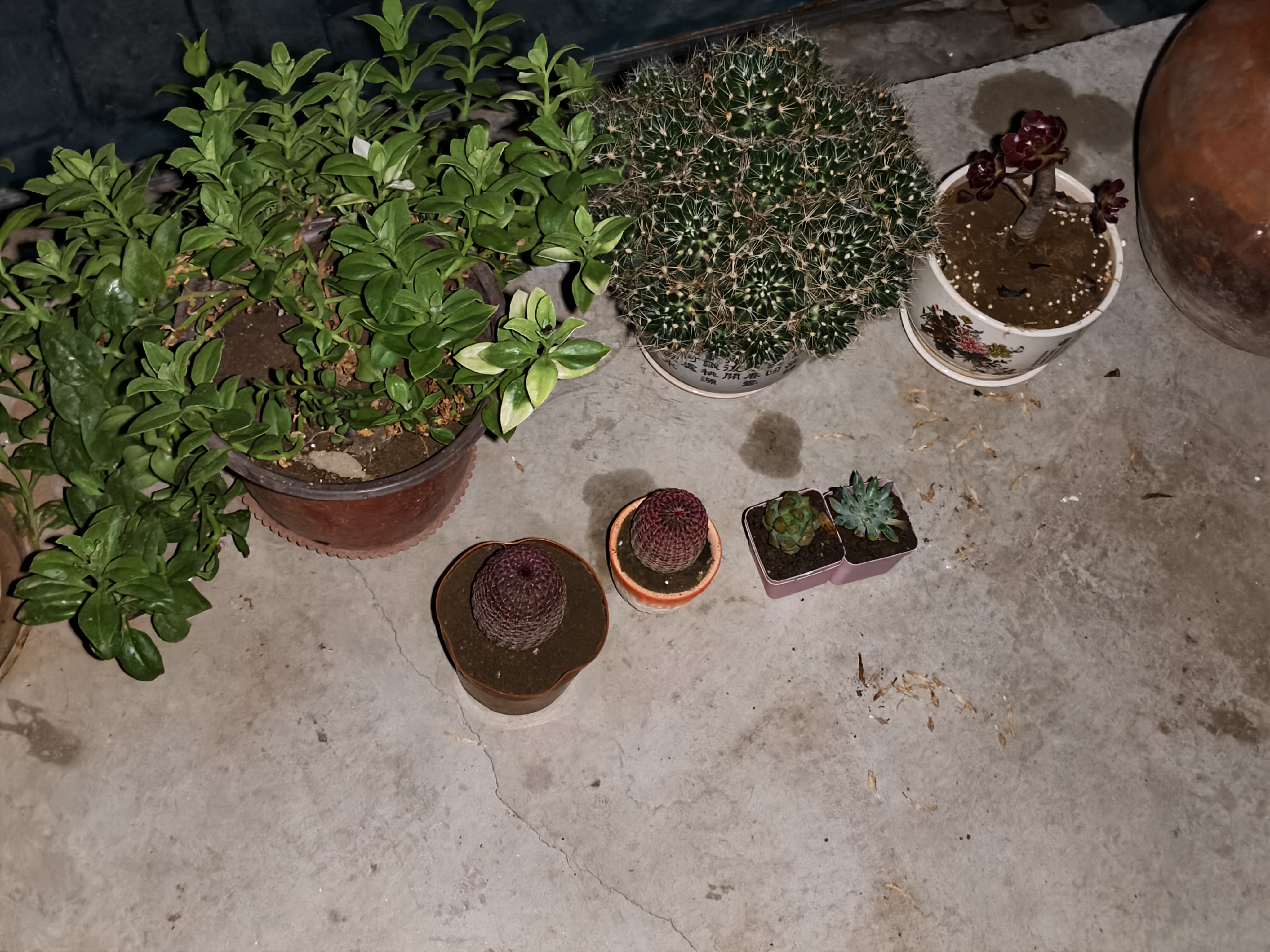 劉閣蘭花刘阁兰花苗盆栽 建兰天红 夏带花苞出售红素好养花卉四季室内好养 天红3苗:带盆土肥,说明书 实拍图