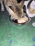 多特思羊奶炖鸡猫主食餐包6包成幼猫湿粮罐头全价猫咪汤包饭 实拍图