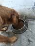 鼎鑫狗粮40斤装牛肉双拼通用犬粮幼犬老年犬粮训犬小中大型成犬狗粮 实拍图