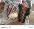 海蒂的花园旗舰店南非朱顶红进口重瓣种球室内阳台球根花卉植物保证对版种球 南非朱顶红阿弗雷22/24【26年新球】 12+ 实拍图