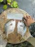 翔泰海南深海金鲳鱼2.4斤/3-4条净重BAP认证生鲜鱼类 海鲜水产 实拍图