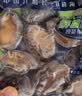 江船长冷冻鲍鱼 净重160g(10-15粒)袋装 火锅食材 海鲜生鲜 实拍图