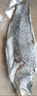 仙泉湖三去白蕉海鲈鱼400g/条净膛冷冻刺少肉厚特产海鲜水产生鲜食材 实拍图