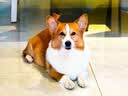 冠能狗粮7岁以上老年犬狗粮10kg 全价狗粮 赋聪配方【宠物金选】 实拍图