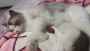 奥克斯（AUX）宠物剃毛器猫咪专用推子长毛猫电推剪静音剃猫毛神器宠物猫脚底推毛器 【长毛猫专用 可防水】标配 实拍图