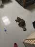 憨憨乐园猫玩具逗猫棒猫咪自嗨解闷神器懒人自动羽毛带吸盘铃铛猫咪用品 实拍图