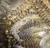鲜活基围虾(斑节虾)200g(约24-32条) 实拍图