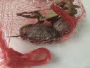 萌龟饲家中华黑腹金线 情侣一对草龟小乌龟活体水陆观赏中华草龟墨龟活物 2-3厘米幼崽 2只情侣龟 实拍图