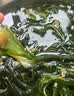 赶海弟 盐渍海带苗250g 火锅食材配菜 新鲜头茬嫩苗海带芽丝 南北干货 实拍图