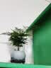 花翁文竹盆栽绿植物室内客厅中式禅意盆景办公室摆件高端花卉源头直发 实拍图