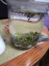 乐品乐茶特级明前碧螺春绿茶2026新茶浓香耐泡口粮茶叶250g冷泡茶自己喝 实拍图