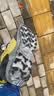 迪卡侬（DECATHLON）徒步鞋户外登山鞋防水防滑运动鞋透气徒步鞋子ODS MH100低帮 男款-卡其绿 43 实拍图