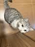 LEGENDSANDY蓝氏 全价猫粮成猫幼猫生骨肉冻干粮 猎鸟乳鸽系列兔肉口味1.5kg 实拍图