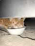 网易严选宠爱全价猫粮 实惠主粮成幼猫爱心三文鱼油美毛护胃海洋鱼2kg 实拍图